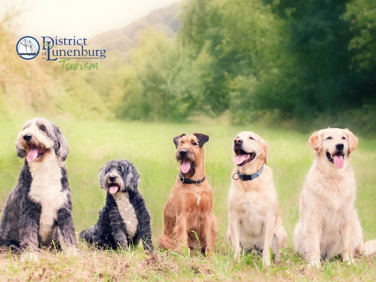 A Pet-Friendly Tour of the District of Lunenburg